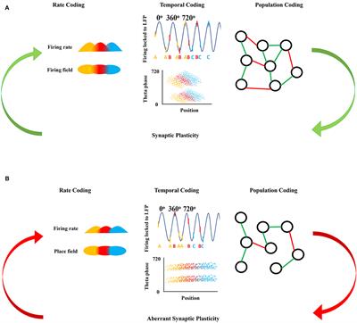 Mechanisms for Cognitive Impairment in Epilepsy: Moving Beyond Seizures